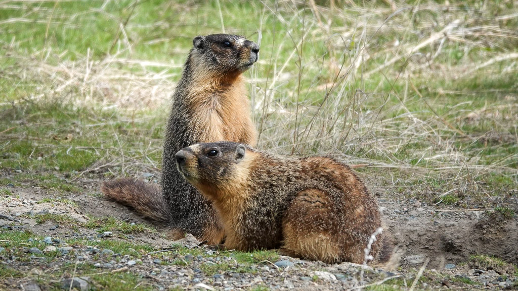 Deux marmottes en bordure de la route